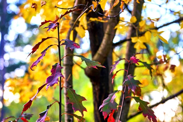 Rama roja dorada del otoño entre follaje y cielo — Foto de Stock