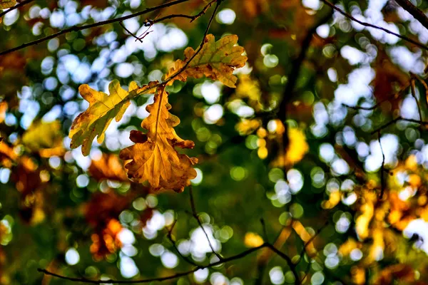 Золотая красная ветвь осени среди листвы и неба — стоковое фото