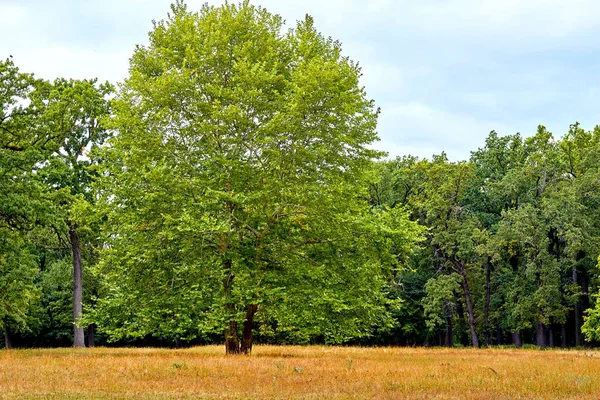 雲の暖かい日に大きな木と緑の森 — ストック写真