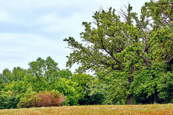 Zöld erdő nagy fával egy meleg napon — Stock Fotó