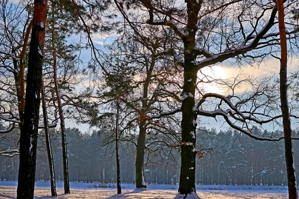 Árbol, césped y bosque de invierno en un día soleado y helado — Foto de Stock