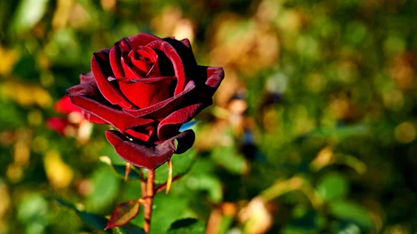 Rosa vermelha da família mágica negra em um dia ensolarado quente — Fotografia de Stock