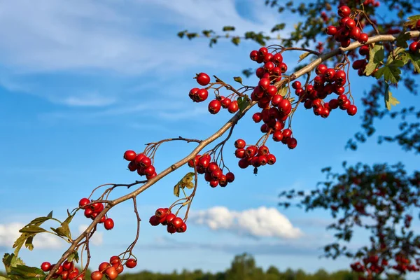 Red medicinal hawthorn branch and clear blue sky — Zdjęcie stockowe