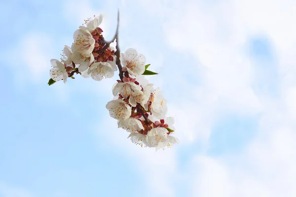 Mavi gökyüzüne karşı güzel beyaz bahar çiçekleri. — Stok fotoğraf