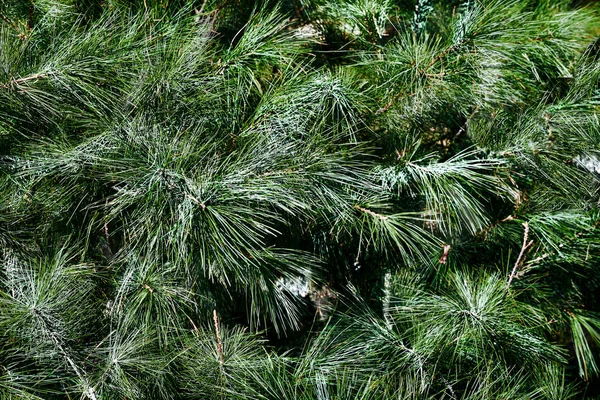 パルプ クリスマスツリーのために広く栽培されている独特の円錐形とハンギングコーンを持つ広範な針葉樹 小さなコーンを持つ緑のトウヒの枝がたくさんあります — ストック写真