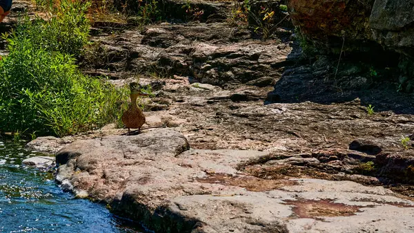 有宽阔的钝喙 有网的脚和摇摇晃晃的步子的水鸟 野生棕鸭在火山岩上行走 高质量的照片 — 图库照片