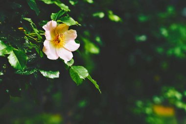 Yeşil yaprakların arasında güneş ışığında pembe soluk gül çiçeği.