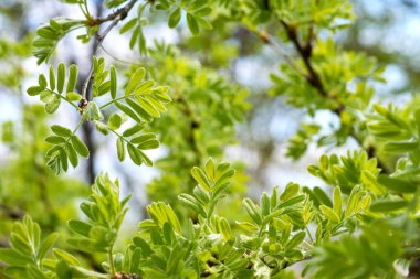 Yumuşak bahar dalları ve yapraklarından yeşillik