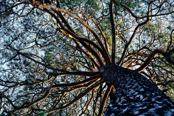 Vista inferior de un gran pino de cobre con agujas verdes —  Fotos de Stock