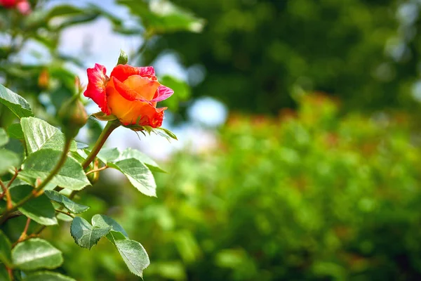 Rosa roja de la familia de la magia negra en un día verde soleado — Foto de Stock
