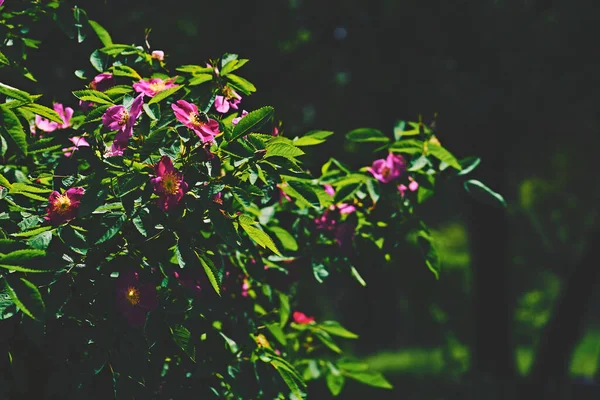 Rosa lila nypon blomma i en solstråle bland gröna blad — Stockfoto