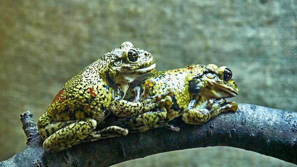 Dos ranas de oro verde haciendo el amor en un terrario anfibio — Foto de Stock