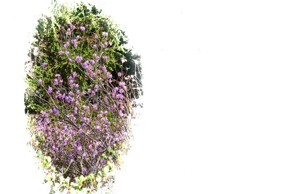 Weißer Hintergrund mit lila rosa Wildblumen und Kopierraum — Stockfoto