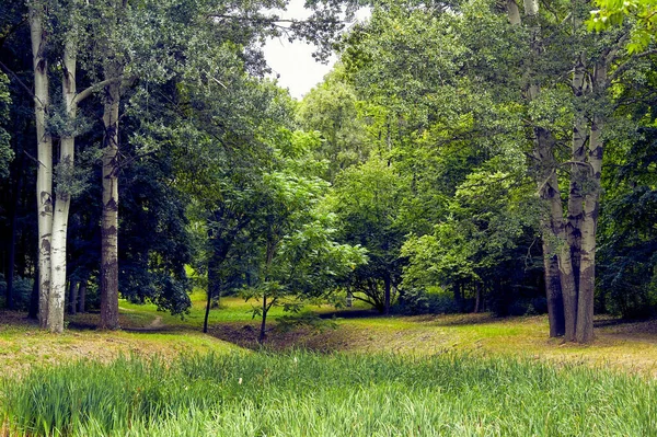 Parc forestier vert photo avec des arbres sur les côtés et un sentier — Photo