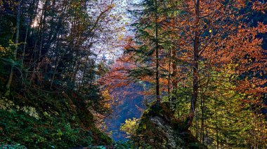 Renkli, parlak sonbahar renkleri ve güneşli orman kayalıkları.
