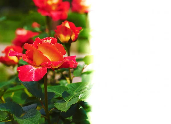 Maravillosa rosa en un hermoso jardín verde. espacio de copia — Foto de Stock