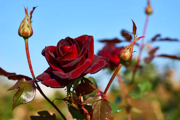 Rosa roja con brotes jóvenes de la familia de magia negra en un día soleado y verde — Foto de Stock
