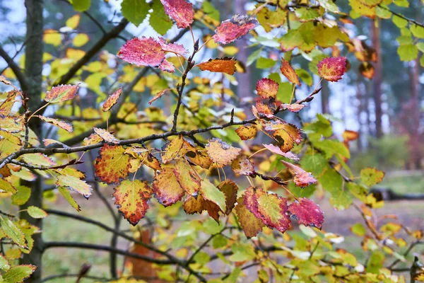 Rojo dorado brillante otoño en el tranquilo parque de la ciudad — Foto de Stock
