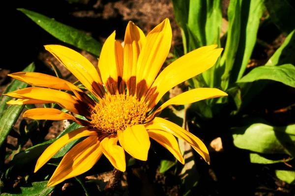 Nagy sárga kerti virág hozza öröm jó hangulat és a béke — Stock Fotó