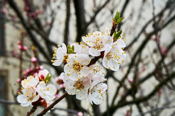 Şehre ve binaya karşı güzel kırmızı bahar çiçekleri