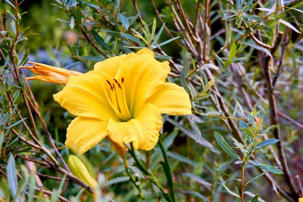 Sárga gladiolus reggeli arany a háttérben a zöld növényzet — Stock Fotó