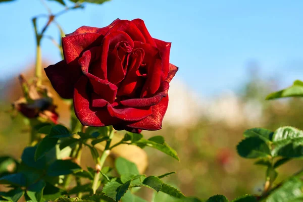 Tender red rose of the Grand Prix family on a sunny warm day — Fotografia de Stock