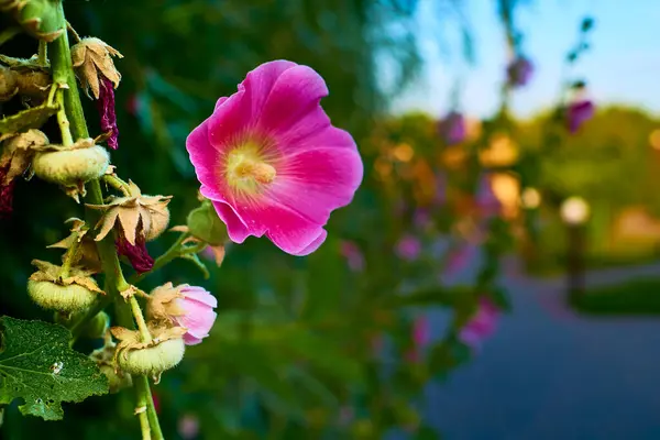 Yeşillik arka planında güzel mor çiçekler. — Stok fotoğraf