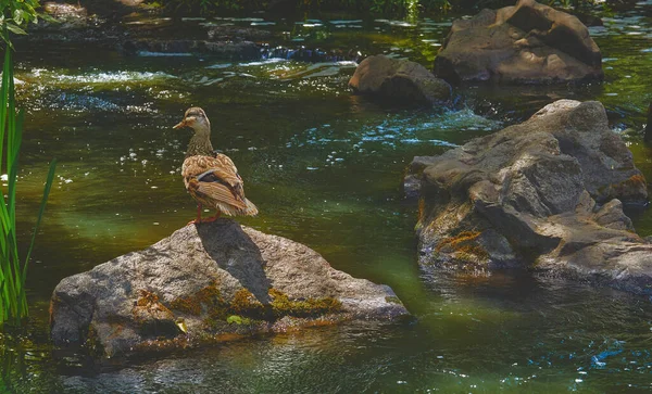 Pato marrón salvaje caminando sobre rocas volcánicas en un río — Foto de Stock