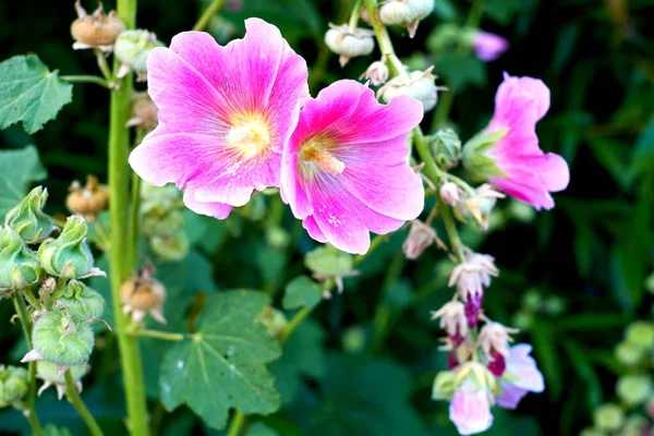 Dos hermosas flores púrpuras sobre fondo verde — Foto de Stock