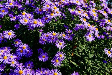 Mor kokulu, büyük bir çalılık, mavi yıldızlar Ekim semaları ve sıcak güneş.