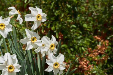 Büyüleyici beyaz ihale koleksiyonu Yeşil baharda nergisler