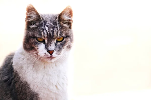 Un chat gris sérieux. Protecteur de la maison contre les souris et les mauvais esprits. isolé — Photo