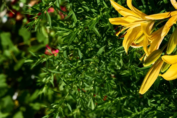 Nyári friss fényes gladiolus között buja növényzet — Stock Fotó