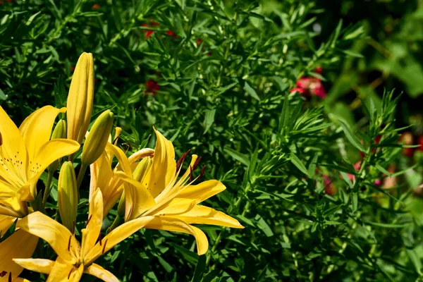 Summer bright dance of gladiolus morning gold among lush greenery — Stockfoto