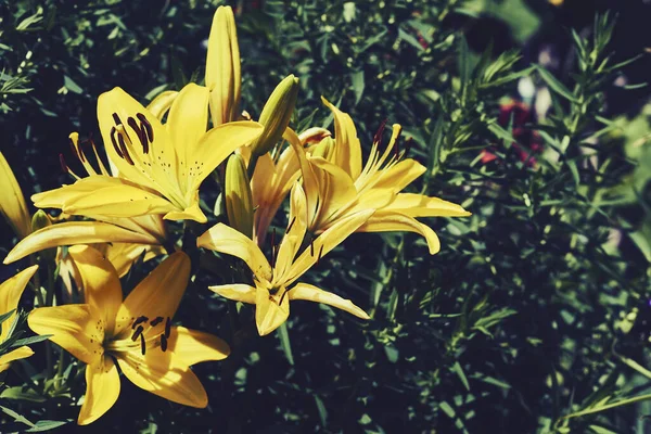 Summer bright dance of gladiolus morning gold among lush greenery — Stock Fotó