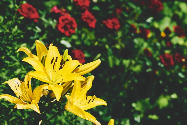 Gladiolus 'un parlak yaz dansı. Yeşillikler arasında sabah altını. — Stok fotoğraf