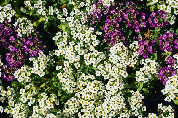 흰색 과 자주 빛을 띤 연한 꽃으로 된 여름의 따뜻 한 카펫 — 스톡 사진