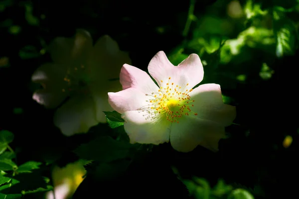 Rosa lila nypon blomma i en solstråle bland gröna blad — Stockfoto