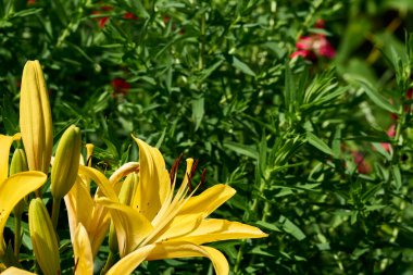 Yeşilliklerin arasında gladioli 'nin parlak yaz dansı