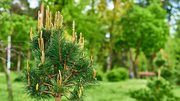 Blommande ung tall med känsliga knoppar av kottar — Stockfoto