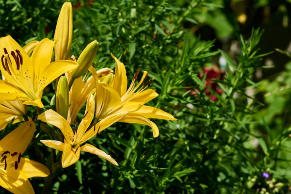 Verão dança brilhante de gladiolus ouro da manhã entre vegetação exuberante — Fotografia de Stock