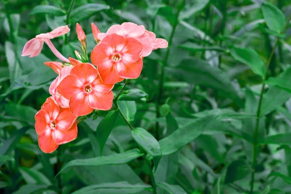 Tres flores de color rojo brillante entre la rica vegetación de verano —  Fotos de Stock