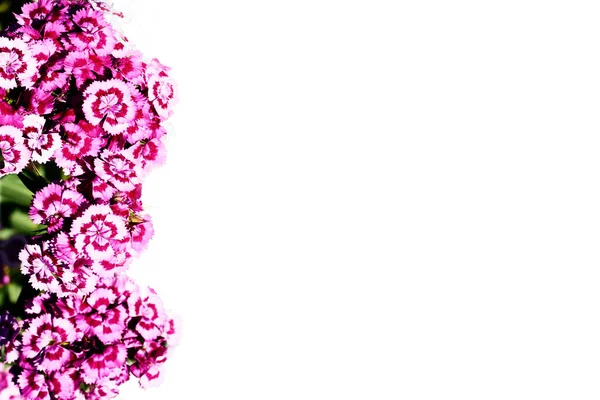 Порожній аркуш для тексту з дикими рожевими та білими дикими гвоздиками — стокове фото