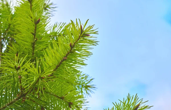 Ett Vintergrönt Barrträd Med Kluster Långa Barrformade Blad Många Sorter — Stockfoto