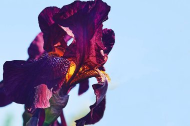 Kılıç şeklinde yaprakları ve gösterişli çiçekleri olan bir bitki, tipik olarak mor, sarı ya da beyaz. Hem Avrasya hem de Kuzey Amerika 'ya özgüdür ve yaygın olarak bir süs olarak yetiştirilir..