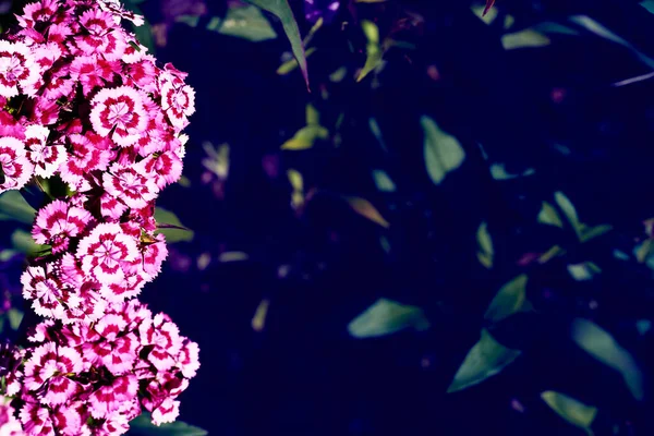 Gri Yeşil Yaprakları Gösterişli Pembe Beyaz Veya Kırmızı Çiçekleri Olan — Stok fotoğraf
