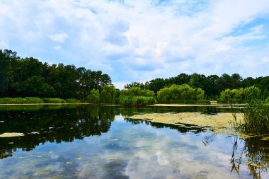 Özellikle ağaçlar ve çalılıklarla kaplı geniş bir alan. bir çam ormanı
