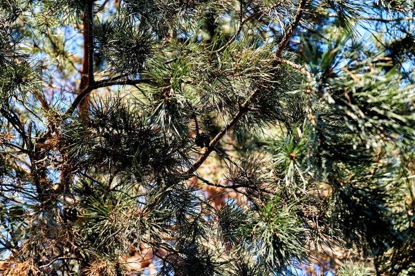 Een Groenblijvende Naaldboom Met Clusters Van Lange Naaldvormige Bladeren Veel — Stockfoto