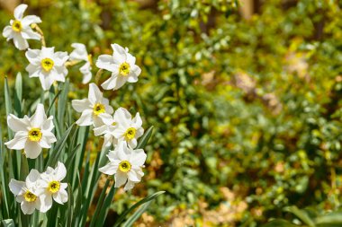 Uzun trompet şeklindeki merkezi korona ile tipik olarak parlak sarı çiçekler taşıyan soğanlı bir bitki. Yeşil çimenlikteki beyaz narin May nergislerinin koleksiyonu zarar görür.