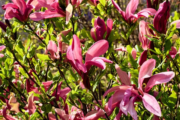 Lovely purplish pink magnolia flowers in spring garden.a tree or shrub with large, typically creamy-pink, waxy flowers. Magnolias are widely grown as ornamental trees.